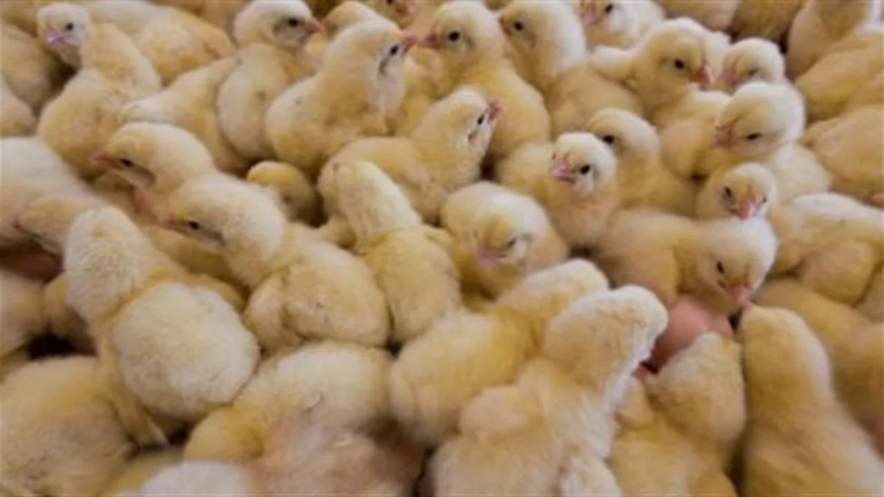 أسعار الدواجن.. مكة المكرمة تسجل تراجعاً مفاجئاً في تكلفة الكتاكيت البيضاء اليوم